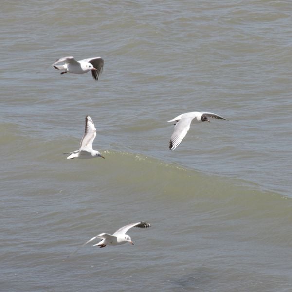 Seagulls thumbnail
