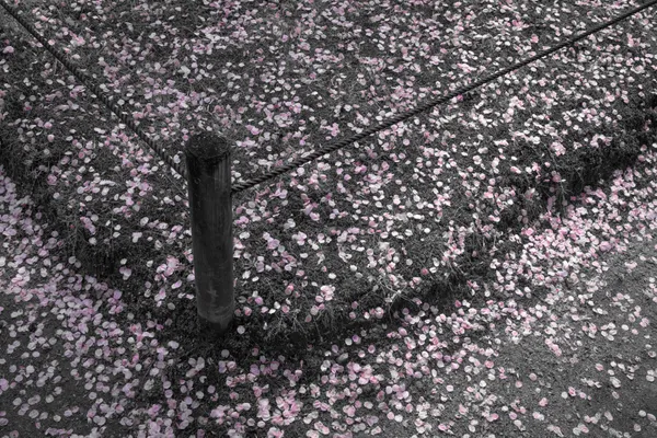 Pink Petals thumbnail