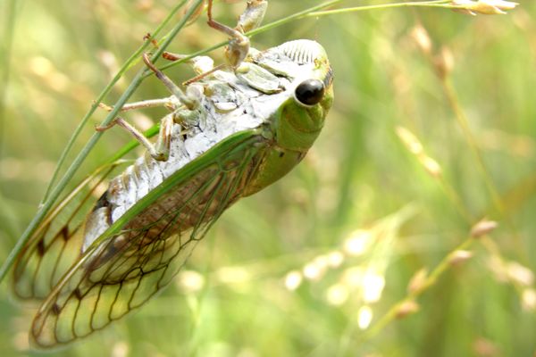 Green cicada (Neotibicen species) thumbnail