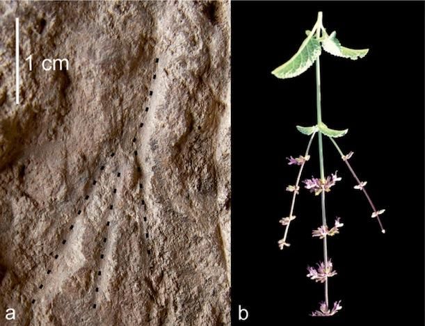 Some plant impressions were matched to particular local plants, including the wild sage Salvia judaica.