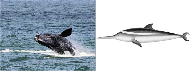 Right whale and franciscana