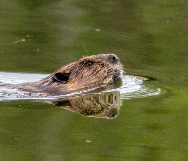 No time to talk thumbnail