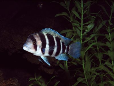 A cichlid fish swims in Lake Tanganyika. New research has shown new cichlid species coming to be in a much smaller crater lake in Tanzania.
