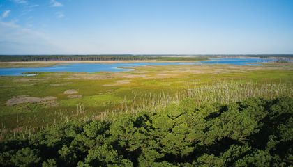 Why Marshlands Are the Perfect Lab for Studying Climate Change