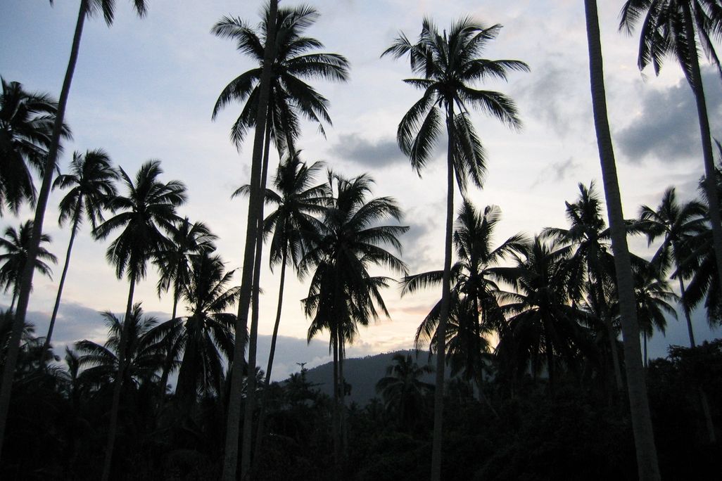 jungle