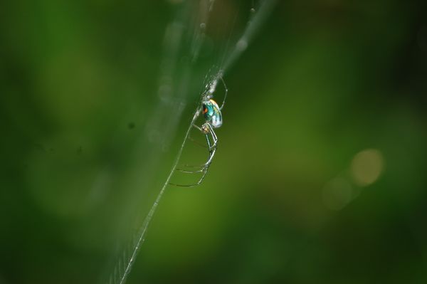 Orchard Spider thumbnail