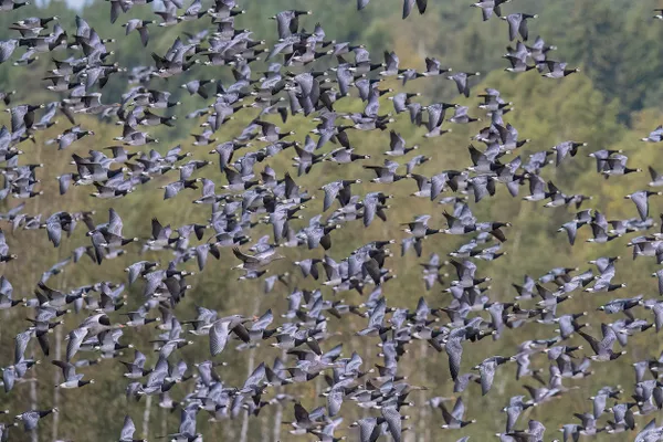 On Migration thumbnail