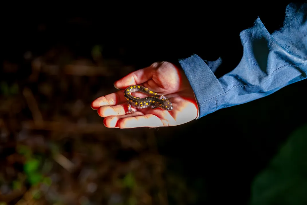 a spotted salamander in a hand