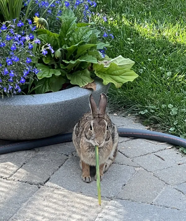 Caught Red Handed thumbnail