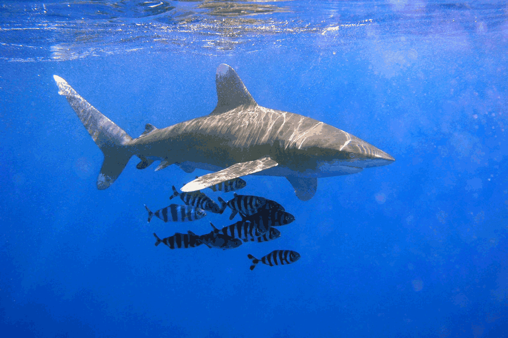 Oceanic whitetip
