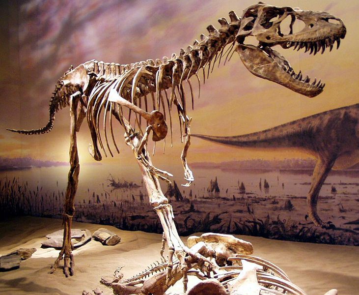 20110520083236Albertosaurus-Tyrrell-museum.jpg