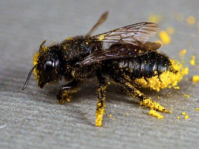 The study analyzes thousands of records to understand how many species of bees are spotted by scientists each year. 