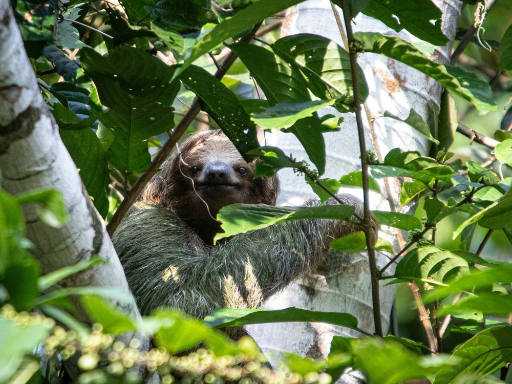 A sloth hanging from a tree in a forest