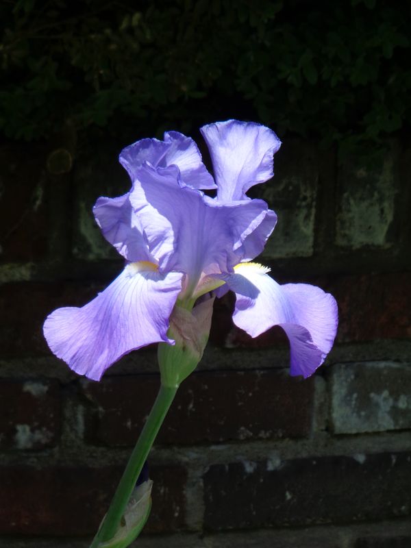 A purple Iris in front of a brick garden wall. thumbnail