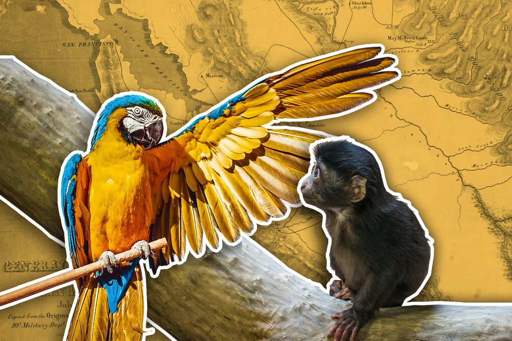 Monkey and Parrot Illustration