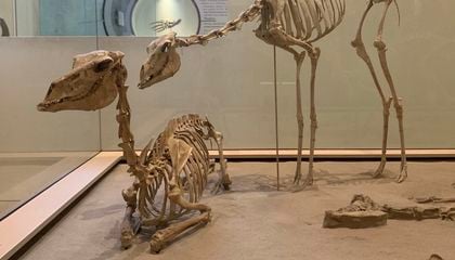 Meet the Extinct Camels of North America, From Ice Age Giants to Sheep-Size Runners