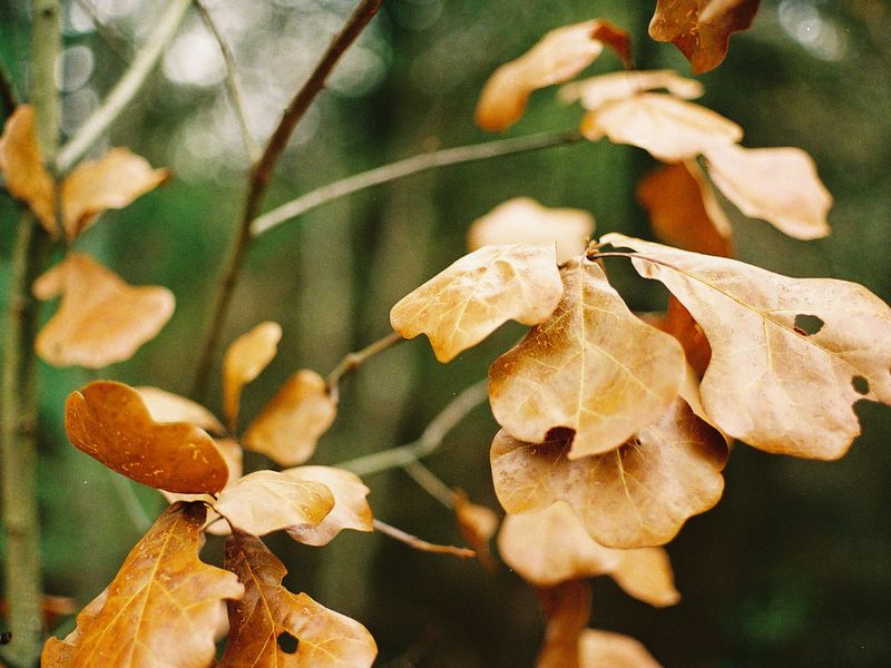 Dead leaves that are still holding on to that tree! Smithsonian Photo