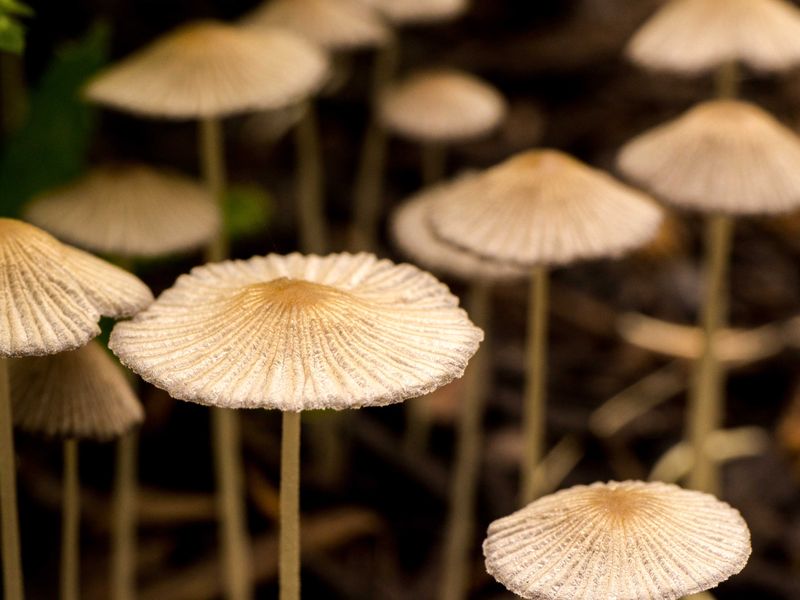Mushrooms after rain Smithsonian Photo Contest Smithsonian Magazine