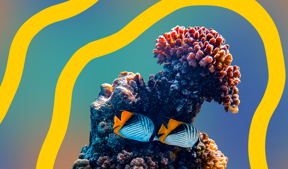 reef.png