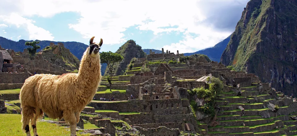 Llama at Machu Picchu 