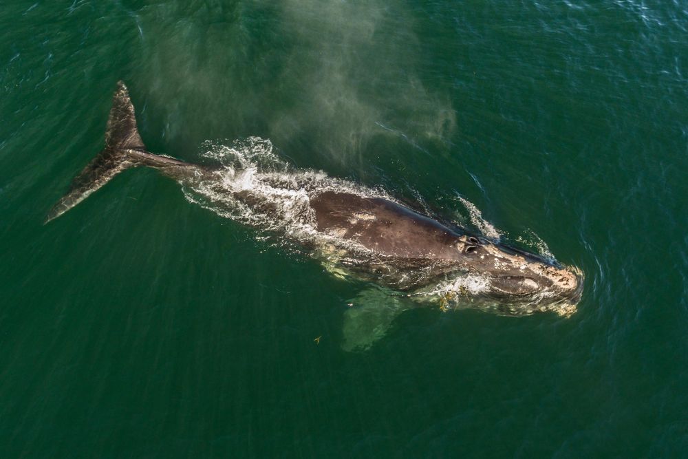Right Whale
