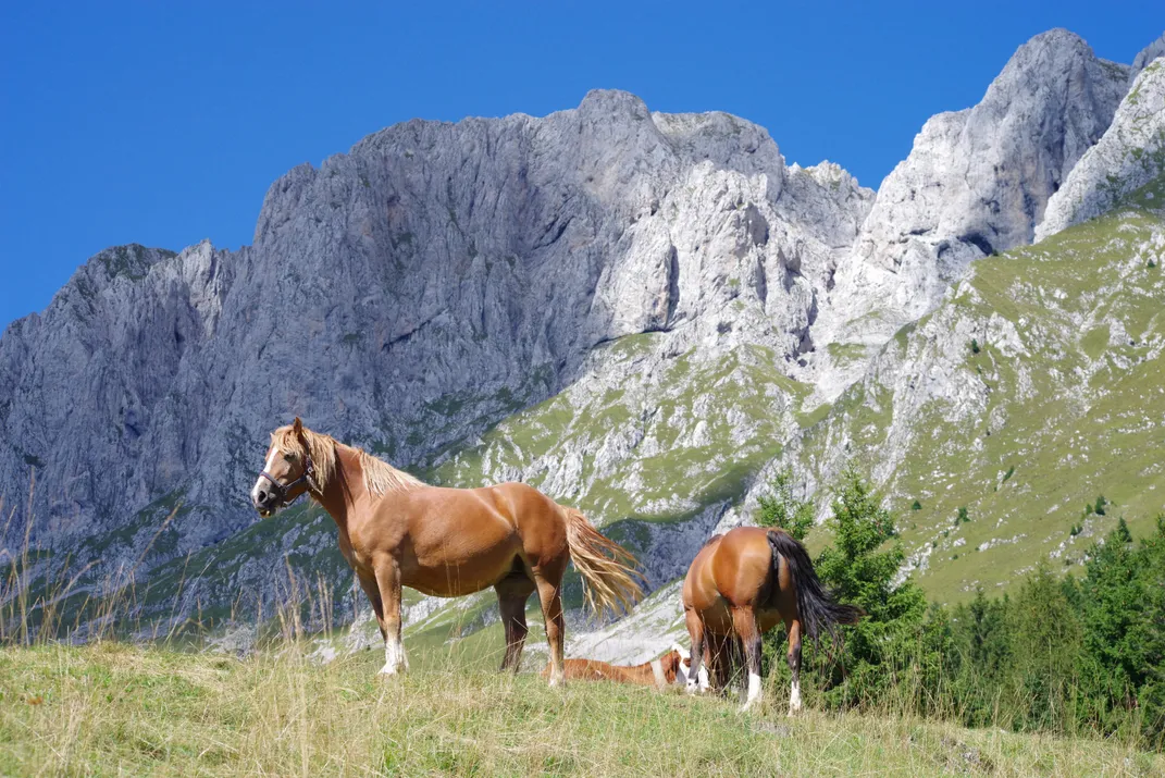 horses of the central-eastern Italian Alps