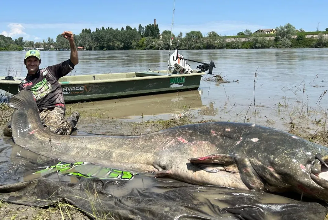 Catfishing  Man reels in record sized channel catfish from pond