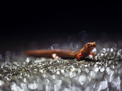 Northern spring salamander