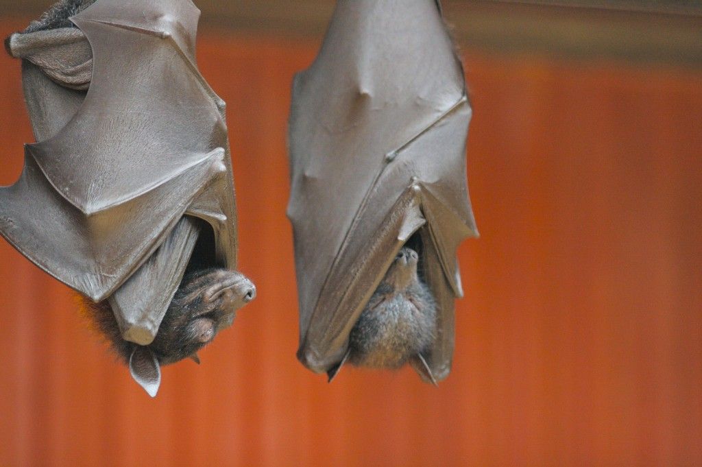 Flying foxes–potential carriers of the deadly Nipah virus–hanging out.