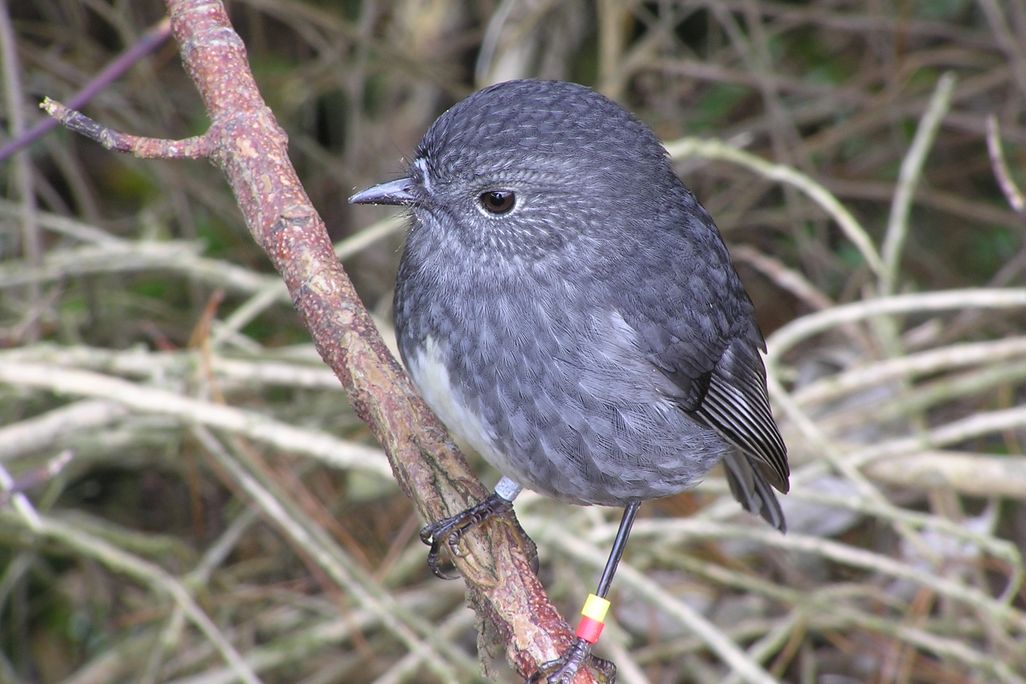 New Zealand North Island Robin