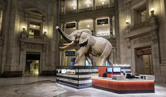 Elephant.jpeg