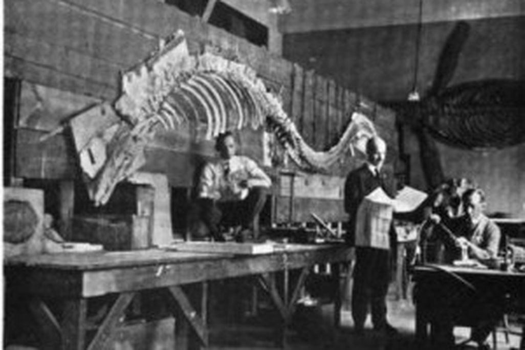 20110520083137tylosaurus-skeleton-smithsonian-300x245.jpg