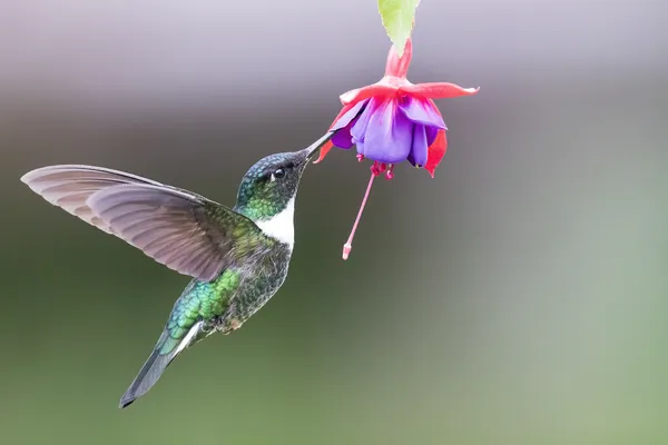 Collared Inca Humminbird, Colombia thumbnail