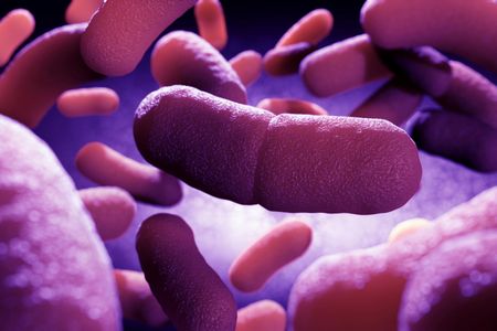 Yersinia pestis, the bacterium that causes bubonic plague