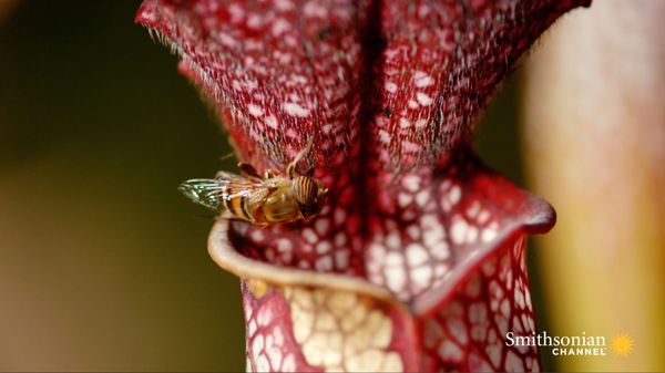 Preview thumbnail for The Carnivorous Plant That Feasts on Mice