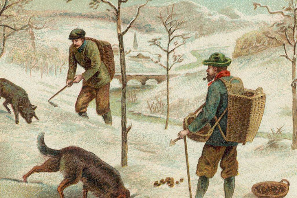Truffle hunting illustration