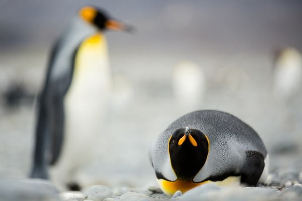 King penguin laying thumbnail