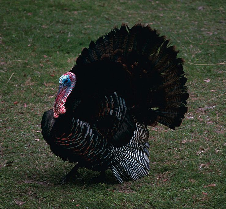 Wild Turkey Truths: It's A Fact!