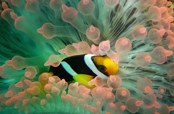 Dreamy Homeland thumbnail