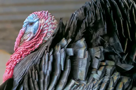 This turkey, with his impressive wattle and snood, has nothing to fear during the Thanksgiving holiday. He gives thanks every November that he lives the secure life of a beloved pet.



