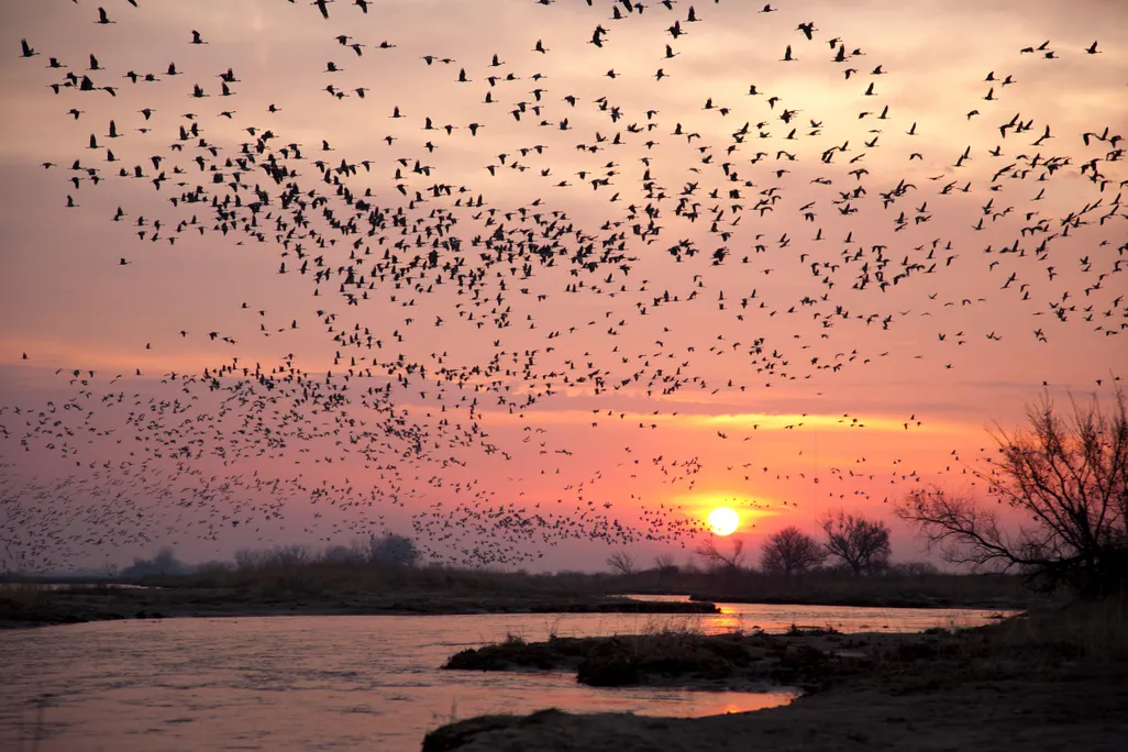 Spring Bird Migrations, Sandhill Cranes