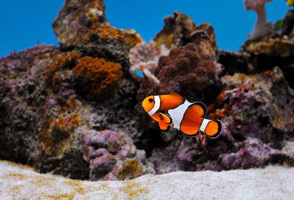 Clownfish_@_Sofia_Zoo.jpg