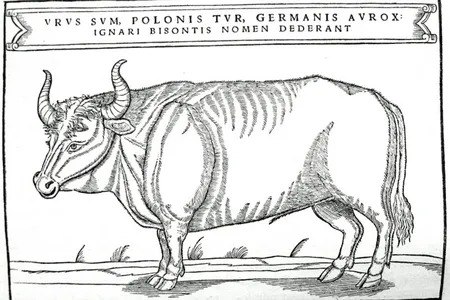 Aurochs illustration from Sigismund von Herberstein's book published in 1556