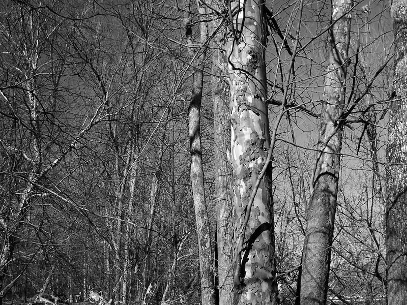 Trees In Contrast | Smithsonian Photo Contest | Smithsonian Magazine