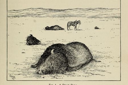 After L. A. Huffman, “A Dead Bull” from William T. Hornaday, “The Extermination of the American Bison, with a Sketch of Its Discovery and Life History,” Annual Report of the Smithsonian Institution for the Year Ending June 30, 1887, part 2 (1889): pl. IX.  
