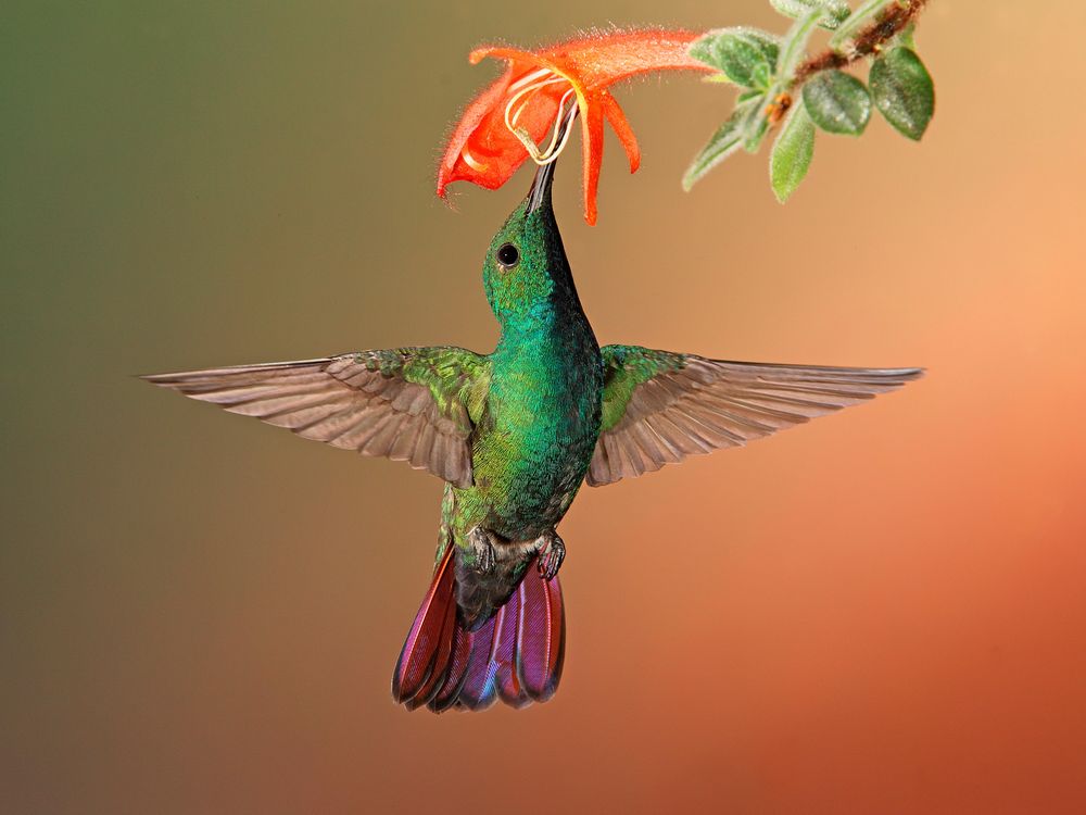 Hummingbird