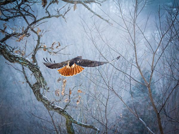 Red-tailed Hawk in flight thumbnail