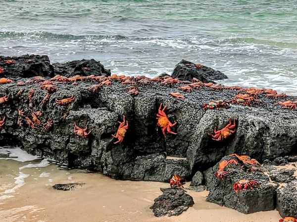 Cascade of Red crabs on the shore rocks thumbnail
