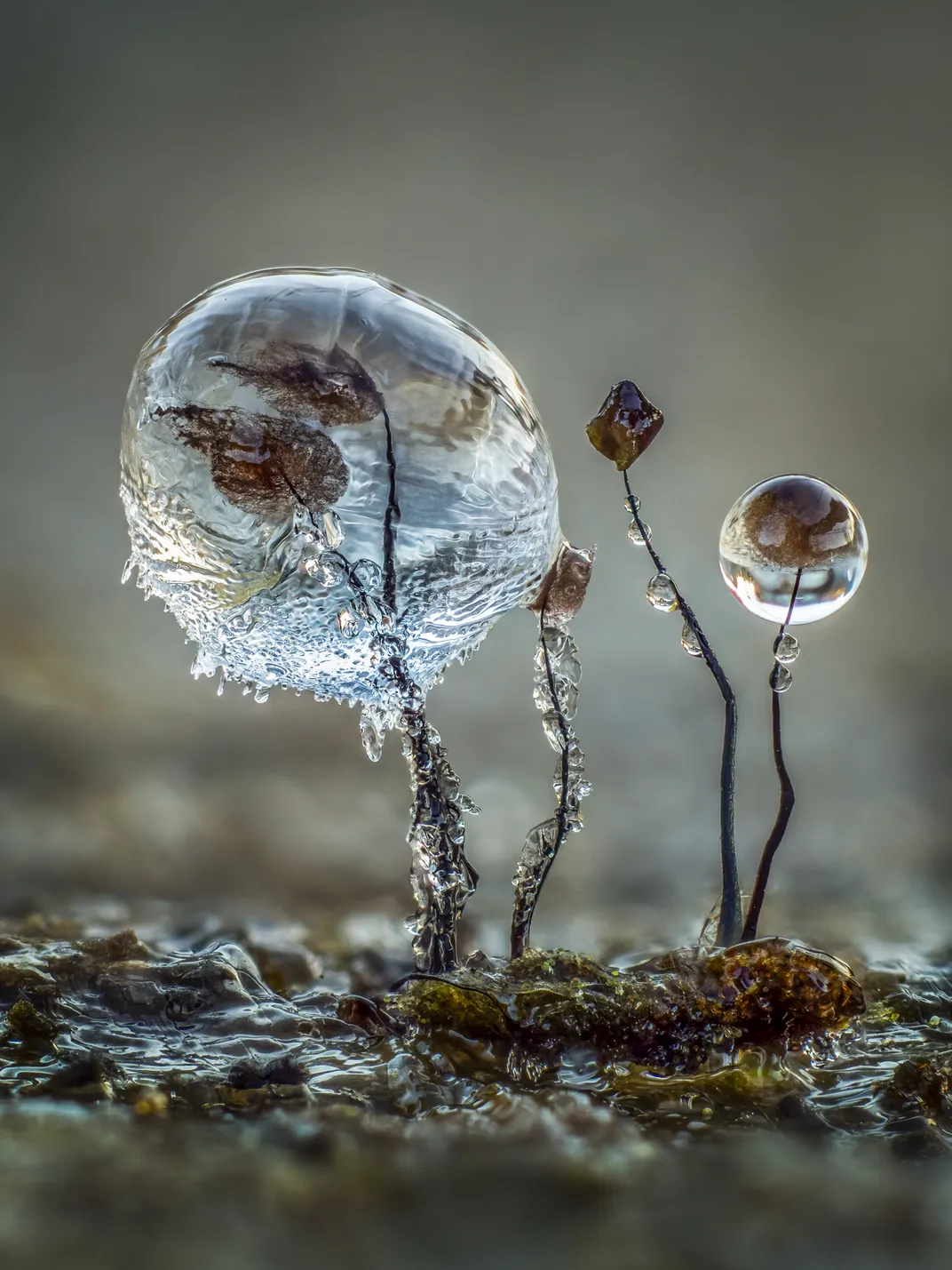 Frozen bulb on brown landscape