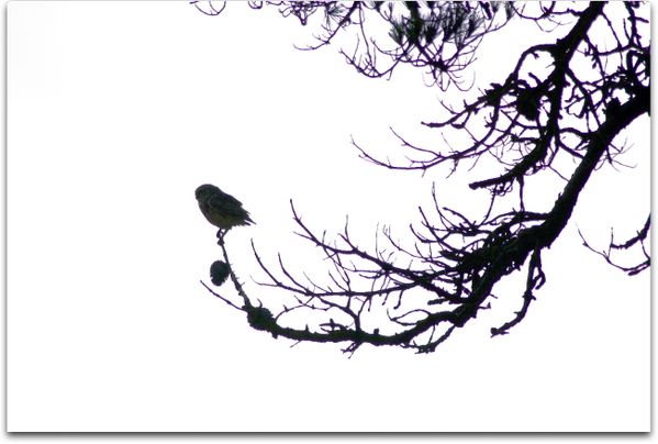 Perched on a Shadow - Burying Owl. Photo not cropped, not photoshoped. thumbnail